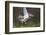 Osprey (Pandion Haliaetus) with Fish Prey, Cairngorms National Park, Scotland, UK, May-Peter Cairns-Framed Photographic Print