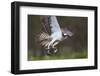 Osprey (Pandion Haliaetus) with Fish Prey, Cairngorms National Park, Scotland, UK, May-Peter Cairns-Framed Photographic Print