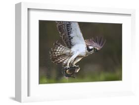 Osprey (Pandion Haliaetus) with Fish Prey, Cairngorms National Park, Scotland, UK, May-Peter Cairns-Framed Photographic Print