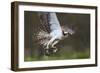 Osprey (Pandion Haliaetus) with Fish Prey, Cairngorms National Park, Scotland, UK, May-Peter Cairns-Framed Photographic Print