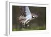 Osprey (Pandion Haliaetus) with Fish Prey, Cairngorms National Park, Scotland, UK, May-Peter Cairns-Framed Photographic Print