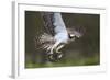 Osprey (Pandion Haliaetus) with Fish Prey, Cairngorms National Park, Scotland, UK, May-Peter Cairns-Framed Photographic Print