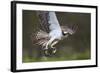 Osprey (Pandion Haliaetus) with Fish Prey, Cairngorms National Park, Scotland, UK, May-Peter Cairns-Framed Photographic Print