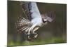 Osprey (Pandion Haliaetus) with Fish Prey, Cairngorms National Park, Scotland, UK, May-Peter Cairns-Mounted Photographic Print