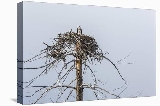 Osprey (Pandion Haliaetus)-Michael Nolan-Stretched Canvas