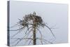 Osprey (Pandion Haliaetus)-Michael Nolan-Stretched Canvas