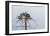 Osprey (Pandion Haliaetus)-Michael Nolan-Framed Photographic Print