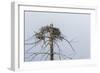Osprey (Pandion Haliaetus)-Michael Nolan-Framed Photographic Print