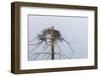 Osprey (Pandion Haliaetus)-Michael Nolan-Framed Premium Photographic Print