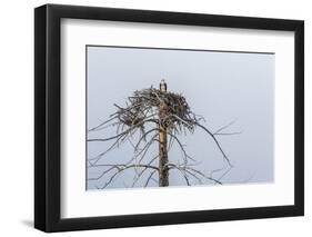 Osprey (Pandion Haliaetus)-Michael Nolan-Framed Premium Photographic Print