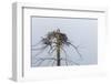 Osprey (Pandion Haliaetus)-Michael Nolan-Framed Premium Photographic Print