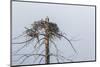 Osprey (Pandion Haliaetus)-Michael Nolan-Mounted Premium Photographic Print