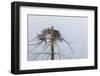 Osprey (Pandion Haliaetus)-Michael Nolan-Framed Photographic Print