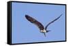 Osprey Takes Off-Hal Beral-Framed Stretched Canvas