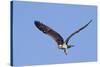 Osprey Takes Off-Hal Beral-Stretched Canvas