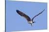 Osprey Takes Off-Hal Beral-Stretched Canvas