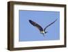 Osprey Takes Off-Hal Beral-Framed Premium Photographic Print