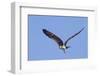 Osprey Takes Off-Hal Beral-Framed Premium Photographic Print