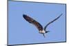 Osprey Takes Off-Hal Beral-Mounted Premium Photographic Print