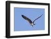 Osprey Takes Off-Hal Beral-Framed Photographic Print