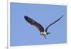 Osprey Takes Off-Hal Beral-Framed Photographic Print