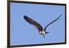 Osprey Takes Off-Hal Beral-Framed Photographic Print