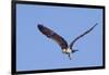 Osprey Takes Off-Hal Beral-Framed Photographic Print