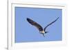 Osprey Takes Off-Hal Beral-Framed Photographic Print