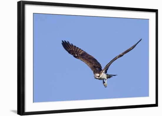 Osprey Takes Off-Hal Beral-Framed Photographic Print