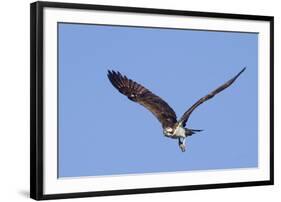 Osprey Takes Off-Hal Beral-Framed Photographic Print