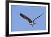 Osprey Takes Off-Hal Beral-Framed Photographic Print