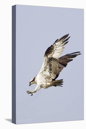 Osprey with Extended Talons-Hal Beral-Stretched Canvas