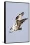 Osprey with Extended Talons-Hal Beral-Framed Stretched Canvas