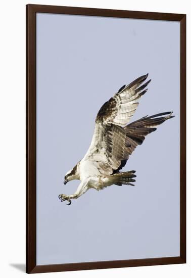 Osprey with Extended Talons-Hal Beral-Framed Photographic Print