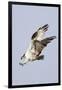 Osprey with Extended Talons-Hal Beral-Framed Photographic Print