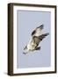 Osprey with Extended Talons-Hal Beral-Framed Photographic Print