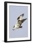 Osprey with Extended Talons-Hal Beral-Framed Photographic Print