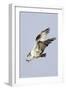 Osprey with Extended Talons-Hal Beral-Framed Photographic Print