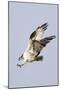 Osprey with Extended Talons-Hal Beral-Mounted Photographic Print