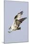 Osprey with Extended Talons-Hal Beral-Mounted Photographic Print