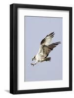 Osprey with Extended Talons-Hal Beral-Framed Photographic Print