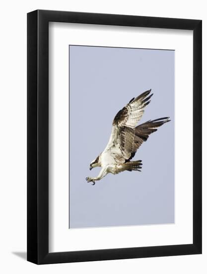 Osprey with Extended Talons-Hal Beral-Framed Photographic Print