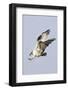 Osprey with Extended Talons-Hal Beral-Framed Photographic Print