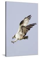 Osprey with Extended Talons-Hal Beral-Stretched Canvas