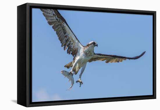 Osprey with Saltwater Catfish in Florida Bay, Everglades National Park, Florida-Maresa Pryor-Framed Stretched Canvas