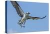 Osprey with Saltwater Catfish in Florida Bay, Everglades National Park, Florida-Maresa Pryor-Stretched Canvas