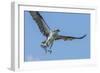 Osprey with Saltwater Catfish in Florida Bay, Everglades National Park, Florida-Maresa Pryor-Framed Photographic Print