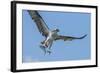 Osprey with Saltwater Catfish in Florida Bay, Everglades National Park, Florida-Maresa Pryor-Framed Photographic Print