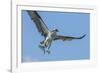 Osprey with Saltwater Catfish in Florida Bay, Everglades National Park, Florida-Maresa Pryor-Framed Photographic Print