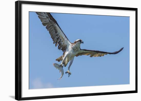 Osprey with Saltwater Catfish in Florida Bay, Everglades National Park, Florida-Maresa Pryor-Framed Photographic Print